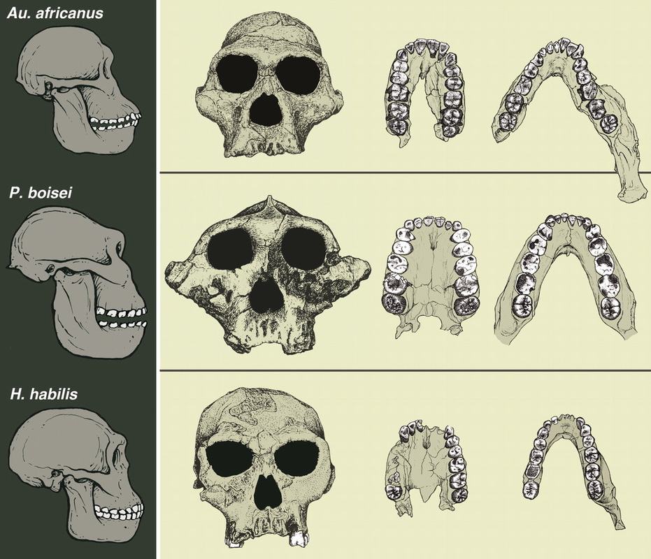 hominidEvolution-skullsAndJaws-3stages
