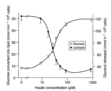 insulinFatStorageFatRelease