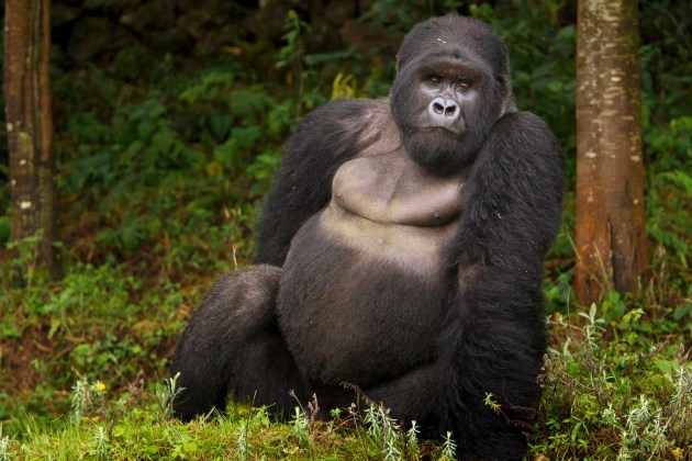 Number two Silverback Mountain Gorilla (Gorilla gorilla beringei) of Kwitonda Group, Akarevuro, Virunga Mountains, Rwanda