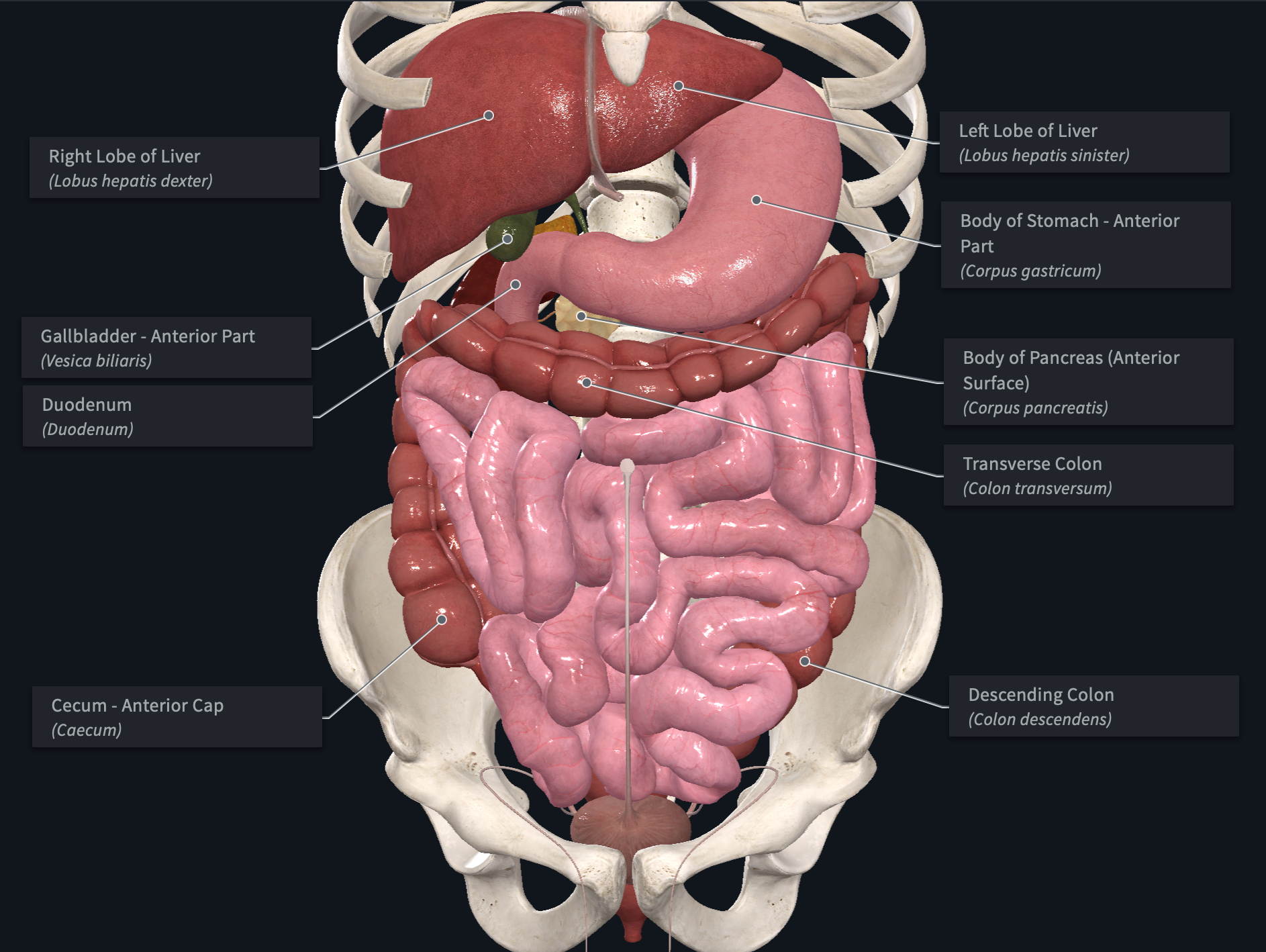 abdomen-front-labels