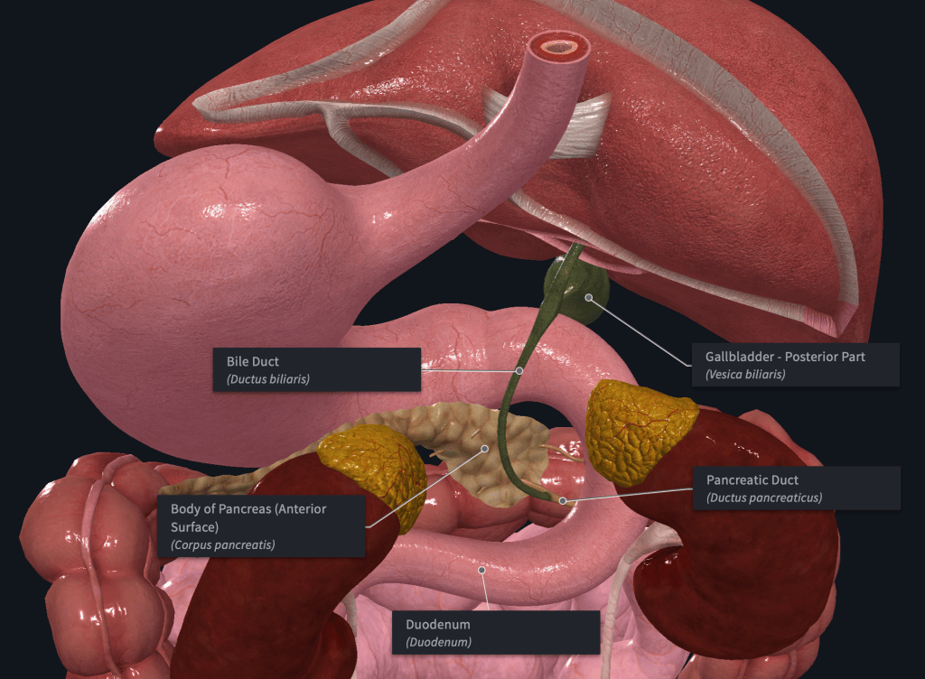 Your gallbladder and why it’s important | healthfully