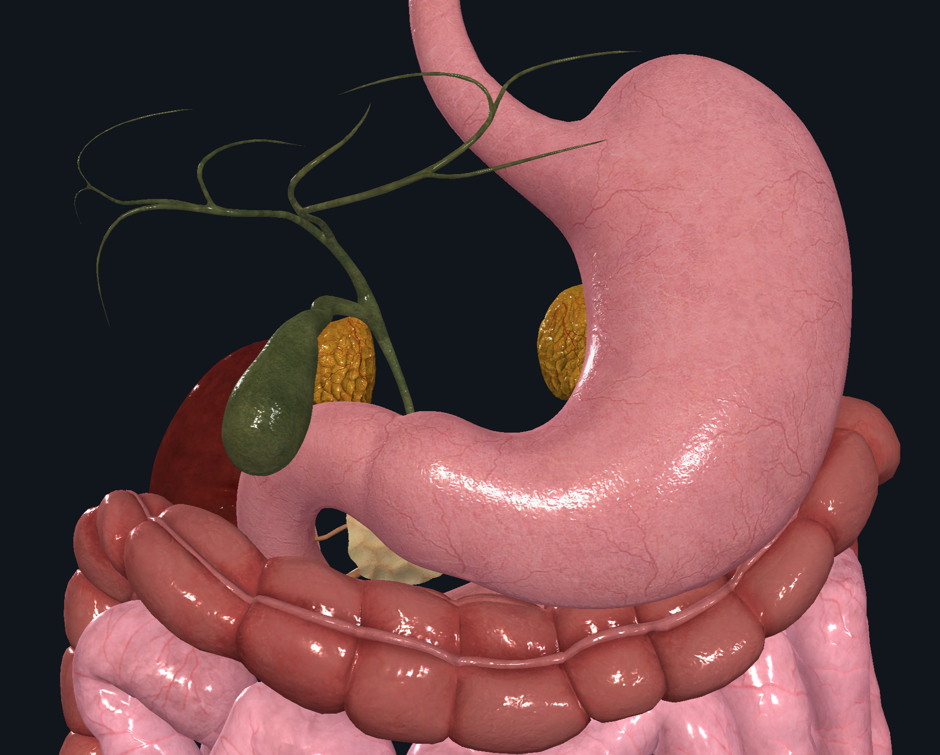 upper-abdomen-front-noLiver-nolabels